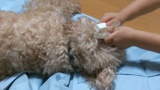 諦めが肝心?お医者さんごっこに付き合う犬。